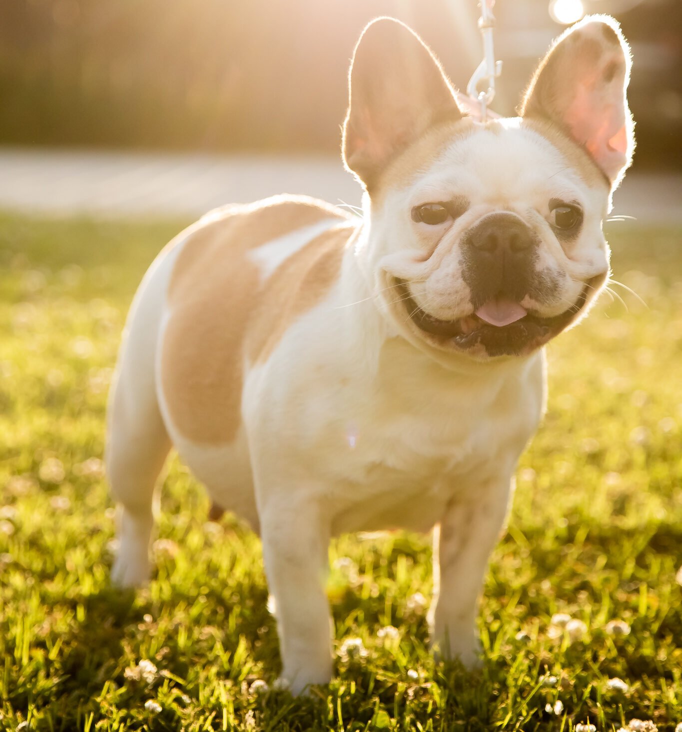 frenchies in bakersfield