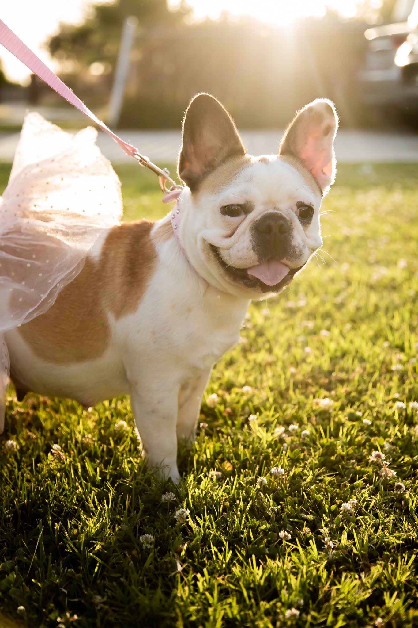 Best Bakersfield French Bulldog