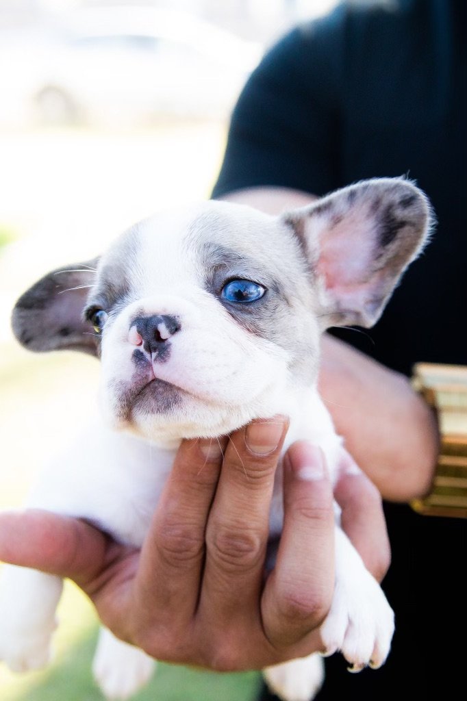 are french bulldogs born with pink noses