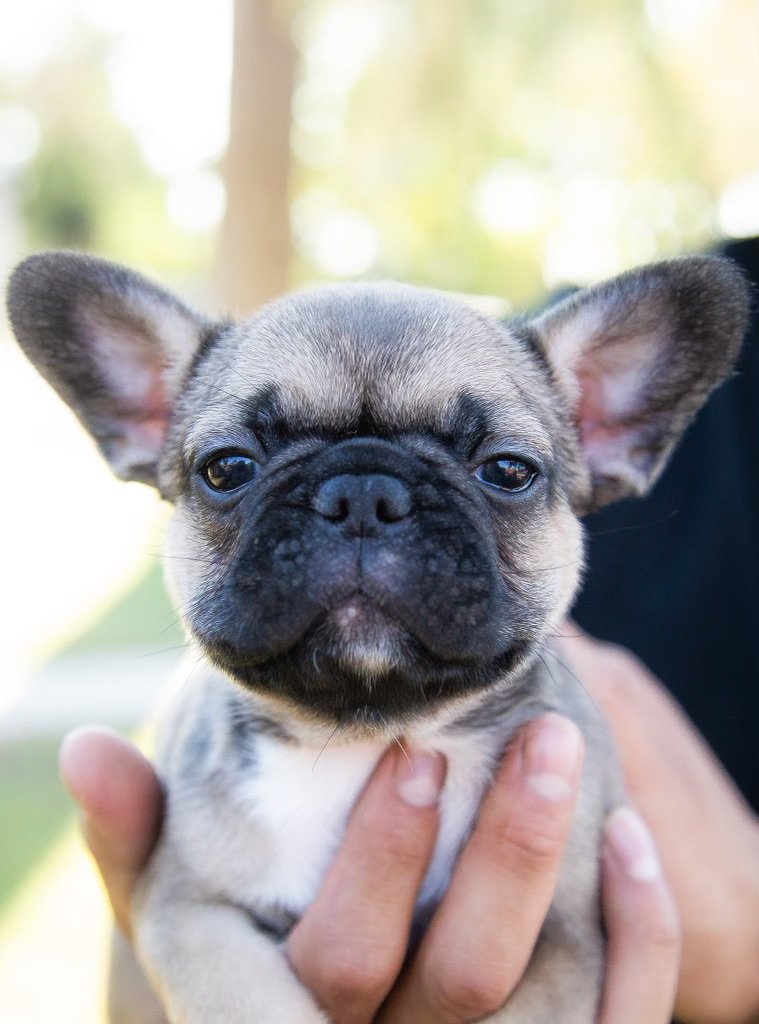 adopt a frenchie puppy