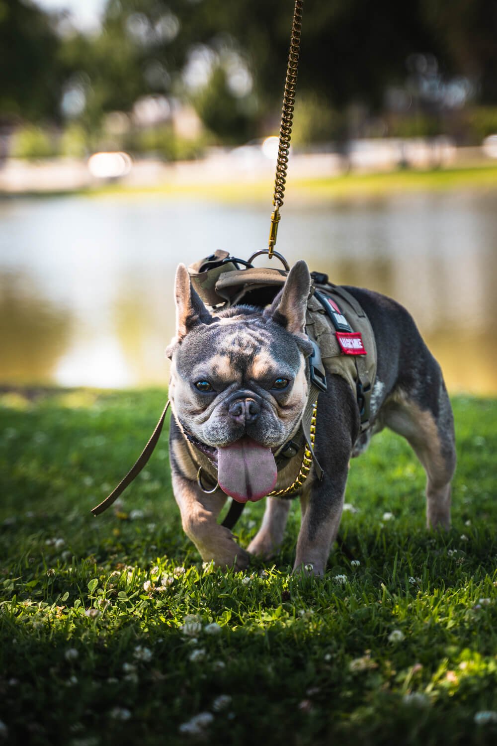 Best Bakersfield French Bulldog
