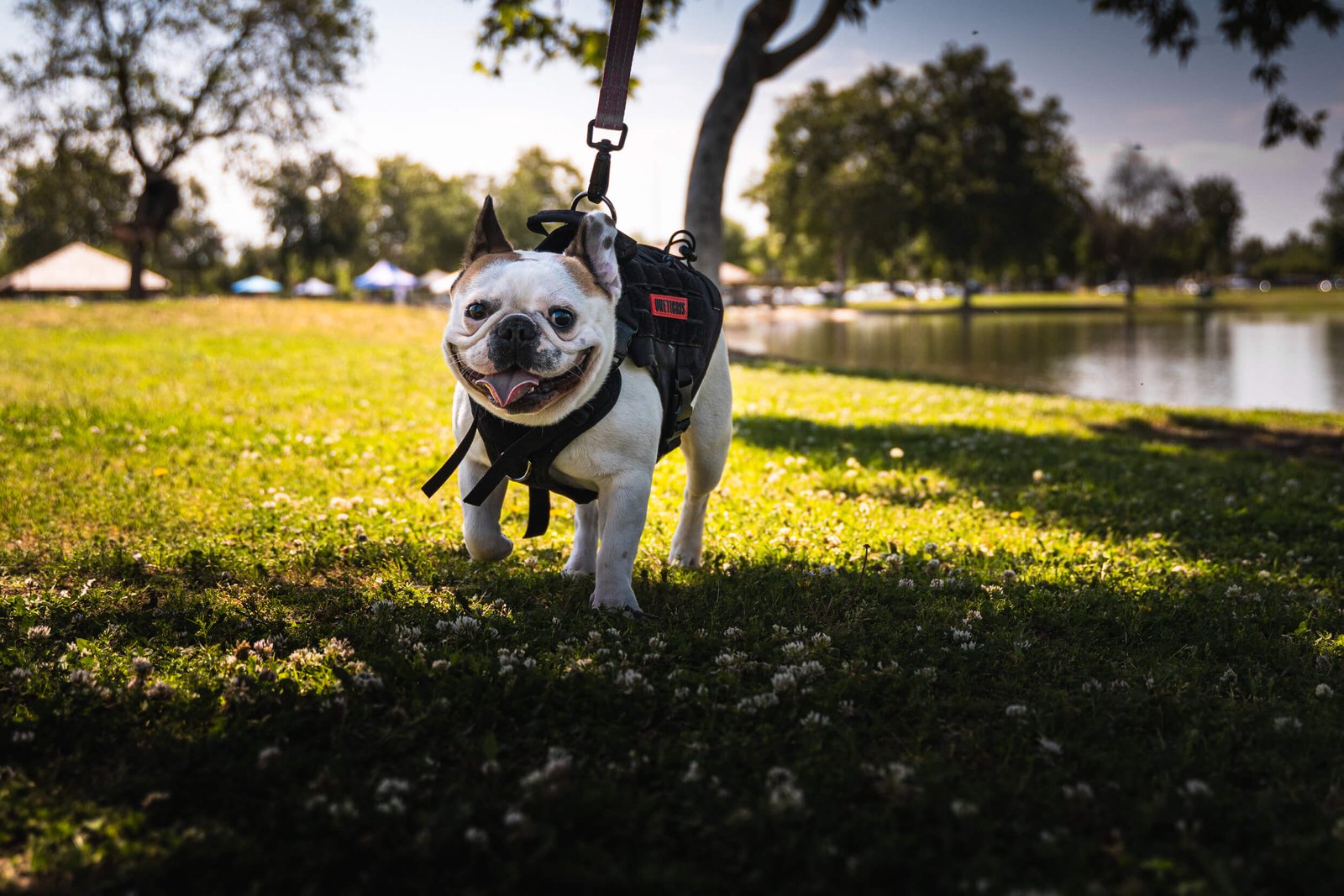 Best Bakersfield French Bulldog