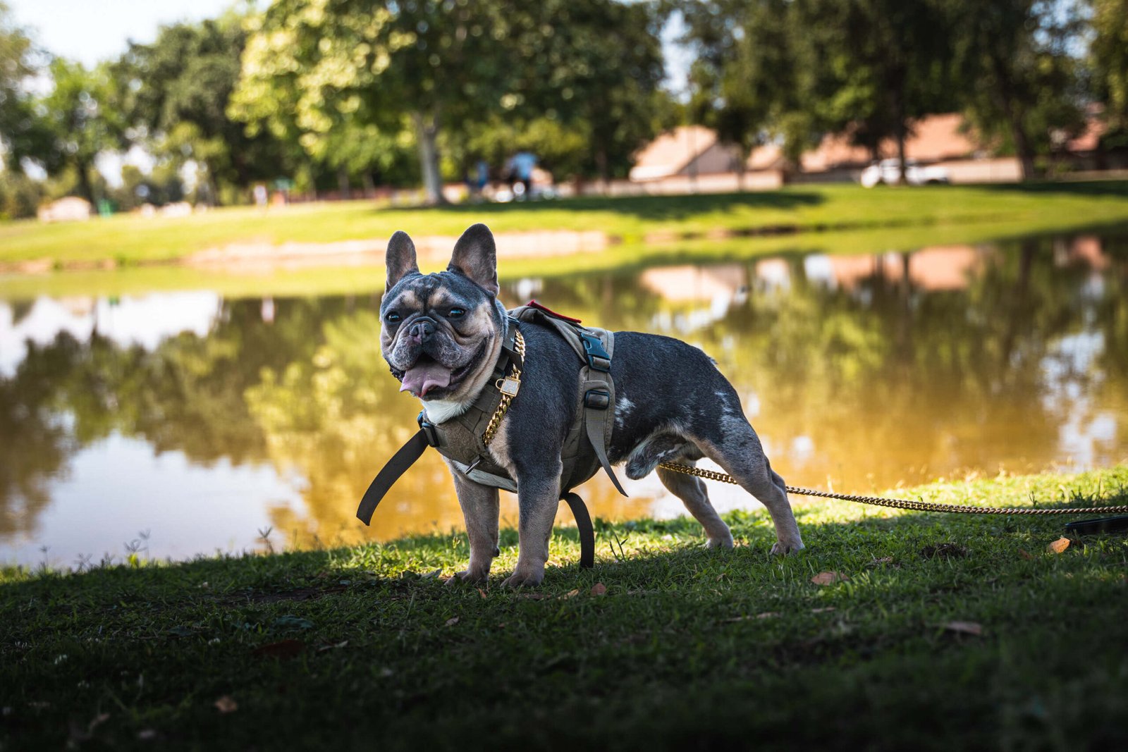 Best Bakersfield French Bulldog hell here